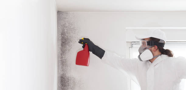 Best Attic Mold Remediation in Deville, AL