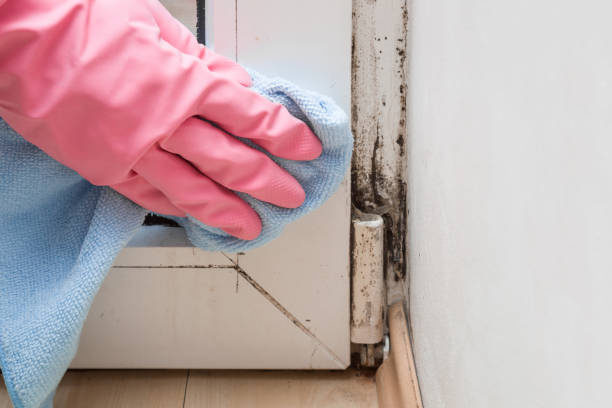 Best Kitchen Mold Remediation in Deville, AL