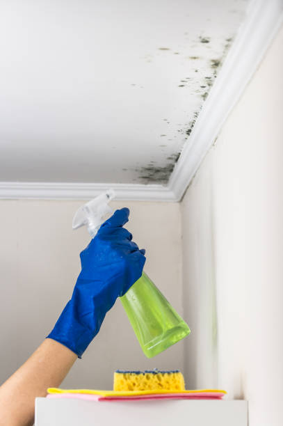 Best Post-Remediation Services in Deville, AL