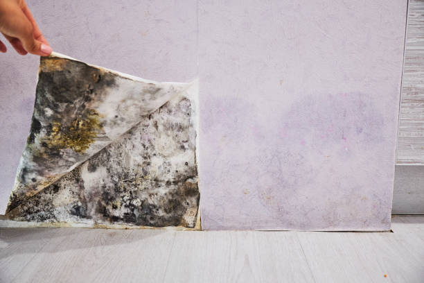 Best Preventive Mold Services in Deville, AL
